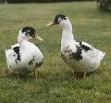 Canards