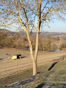 domainedesterresblanches-9