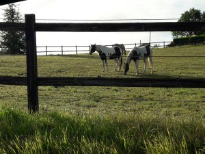 Domaine des terres blanches lot (12)